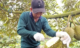 Hai đơn vị 'truy' chất cấm trong sầu riêng 