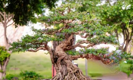 Chiêm ngưỡng tuyệt tác Linh sam sông Hinh hơn 100 tuổi