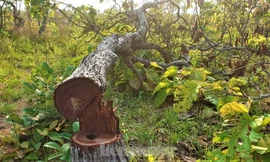 129 hộ dân tự nguyện trả hơn 600ha đất lấn chiếm, chuyển nhượng trái phép