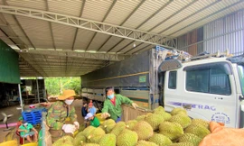 Huyện Krông Pắc được mệnh danh là thủ phủ sầu riêng của Đắk Lắk