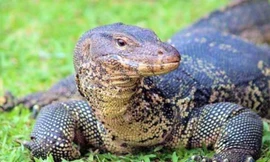 Kỳ đà vân. Ảnh minh họa