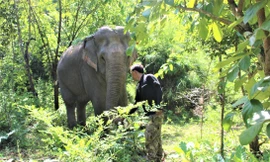 Voi bị thương oằn lưng chở khách: Hỗ trợ kinh phí, hướng tới chấm dứt du lịch cưỡi voi