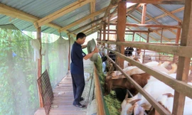 Nông dân vùng sâu thoát nghèo từ mô hình nuôi dê, heo rừng