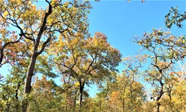 Một kiểm lâm Vườn quốc gia Yok Don bị trúng đạn trong đêm