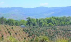 Tạm đình chỉ công tác một giám đốc Ban quản lý rừng phòng hộ ở Đắk Lắk