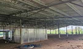 Những trang trại 'điện mặt trời' kỳ lạ ở Đắk Nông