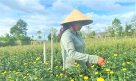 Nông dân 'đánh bạc' với ông trời vụ hoa Tết 