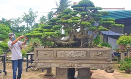 Tuyệt phẩm "quần long phượng vũ"