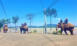 Voi nhà huyện Lắk chở khách du lịch