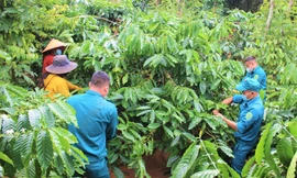 Các cán bộ, chiến sĩ giúp dân thu hoạch cà phê