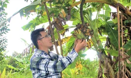 Anh Công để nhành chuối làm thức ăn cho chim, sóc