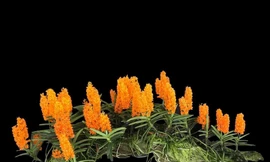 Giò hoa hỏa hoàng cam khoe sắc thắm