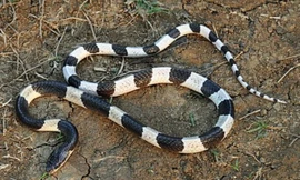 Người đàn ông ở Đắk Lắk tử vong vì bị rắn cực độc cắn vào chân