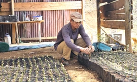 Đắk Nông bố trí 16 tỷ đồng soát chất lượng giống cây trồng