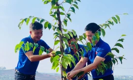 Tuổi trẻ Đắk Nông hưởng ứng phong trào trồng cây xanh