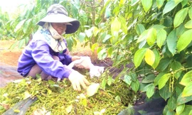 Giá hồ tiêu tăng cao, nông dân Tây Nguyên xuất bán nhỏ giọt