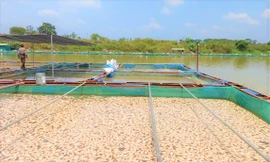 Hàng tấn cá chết mỗi ngày, nổi lềnh bềnh trên mặt sông Sêrêpốk