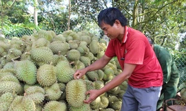 Sầu riêng được mệnh danh là “Vua trái cây”