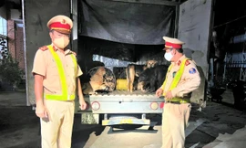 Gặp cảnh sát, hai đối tượng bỏ lại xe tải cùng 28 con chó để tháo chạy