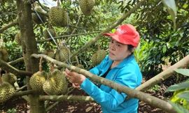 Tiền tỷ treo trên cây, nông dân thấp thỏm theo mưa gió