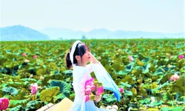 Ngắm hồ móng ngựa phủ đầy sen hồng dưới chân núi lửa Đắk Nông