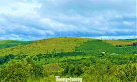 Doanh nghiệp 'xẻ thịt' dự án, chuyển nhượng trái phép 166,8 ha đất cao su