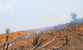 Doanh nghiệp thuê hàng nghìn héc-ta trồng rừng, gần 13 năm chỉ đạt hơn 1%