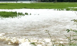 Mưa lớn gây ngập 50 ngôi nhà, hơn 300 ha lúa