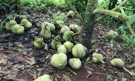 Truy tìm thủ phạm đẽo gốc, phá vườn sầu riêng sắp thu hoạch