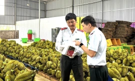 Kiểm tra đột xuất ở thủ phủ sầu riêng Đắk Lắk