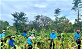 Các tình nguyện viên huyện Cư M'gar bẻ cành bắp cho gia súc