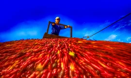 Thủ phủ cà phê Việt Nam trước áp lực 'hàng rào' thuế quan Mỹ 