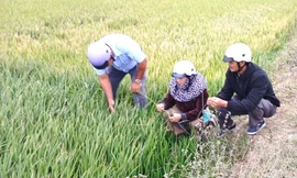 Đắk Lắk: Hàng trăm héc-ta lúa không trổ bông