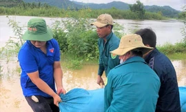 Hàng nghìn héc-ta lúa chìm trong biển nước, người dân bì bõm đắp đê ngăn lũ