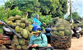 Tất tay với sầu riêng rồi 'bỏ của chạy lấy người'