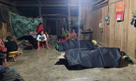 Vào rừng hái nấm, 3 người bị cây đè chết