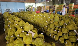 Kho bãi ‘mọc’ tràn lan ở thủ phủ sầu riêng: Chính quyền nói gì?