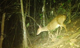 Nhiều loài thú quý hiếm nguy cơ tuyệt chủng tại Vườn Quốc gia Chư Yang Sin