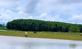 Sẽ di dời có lộ trình trang trại của nguyên Bí thư Tỉnh ủy Đắk Lắk khỏi khu bảo tồn