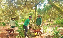 Vụ nhập nhèm mã vùng trồng sầu riêng: Giám đốc doanh nghiệp nhận lỗi