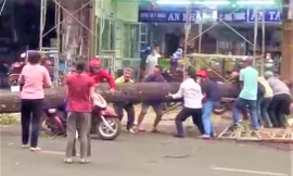Vụ cây xanh đổ đè người đi đường: Công an vào cuộc điều tra