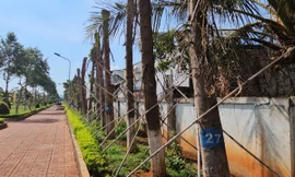 Nhiều cây xanh có dấu hiệu bị chết sau khi di dời tới công viên Sơn La