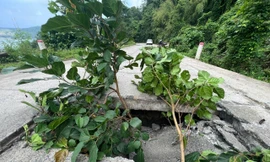 Đường dân sinh bất ngờ sụt lún 'hở hàm ếch' ở Đắk Lắk