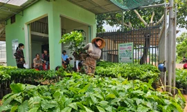 Giá cà phê tăng vọt, cây giống ‘cháy hàng' ở Đắk Lắk