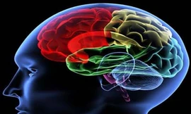 Mười điều kinh ngạc về não người
