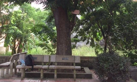 Cây sưa 400 tuổi bị cưa trộm cành