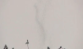 Sự thật về 2 cây sui cổ thụ 'bốc khói' ở Tuyên Quang