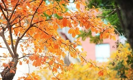 Thu đã vàng ươm rụng đầy trước cửa, thế mà lũ trẻ chúng tôi vẫn đang nghỉ Hè