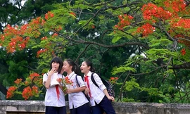 Phượng vĩ mỗi mùa Hè lại đỏ hoa rực rỡ, nhưng tuổi trẻ tôi chẳng hai lần thắm lại