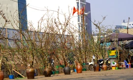 Người Hà Nội chi bạc triệu cho thú chơi hoa lê sau Tết